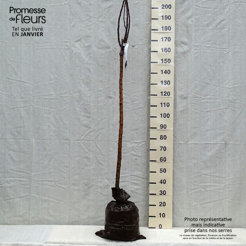 Example of Pommier Rambour d'Hiver  Motte "Prêt-à-planter", Demi-Tige as you get in hiver