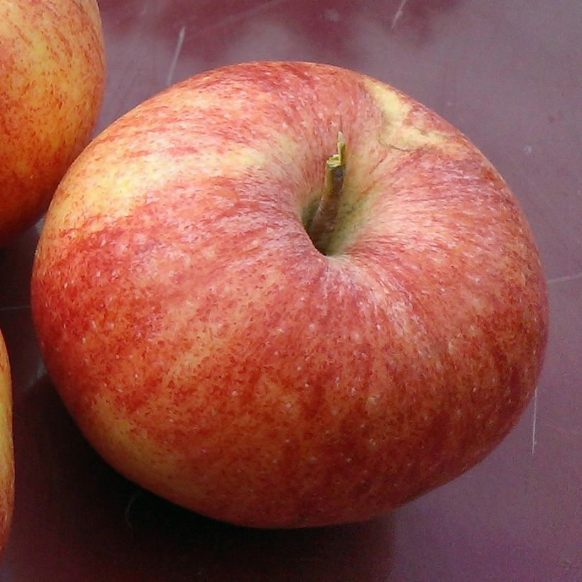 Pommier Reine des Reinettes Bio (Harvest)
