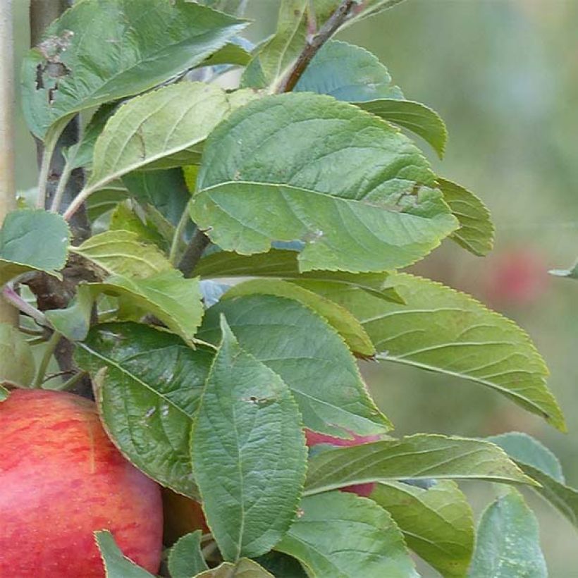 Pommier Reine des Reinettes (Foliage)