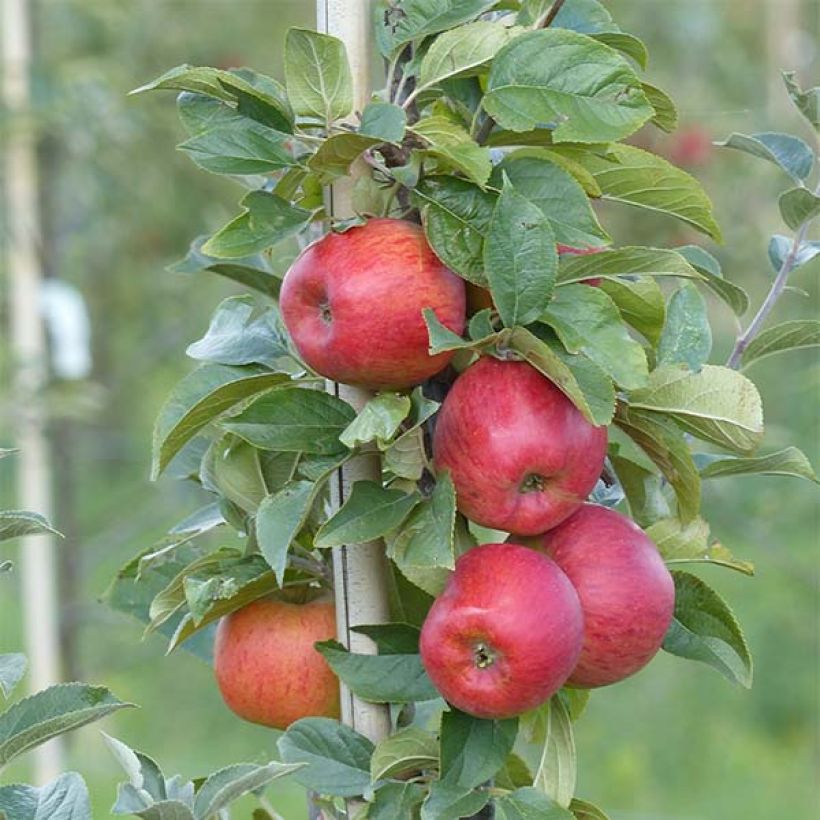 Pommier Reine des Reinettes (Harvest)