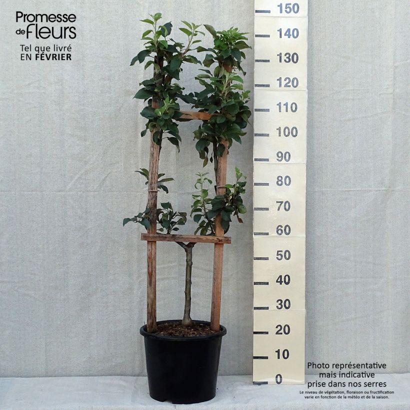 Example of Pommier Reine des Reinettes Pot de 12L/15L, Palmette simple U as you get in automne