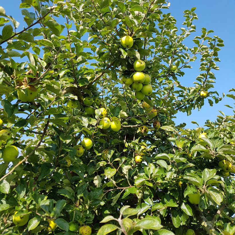 Pommier Reinette Blanche du Canada (Harvest)