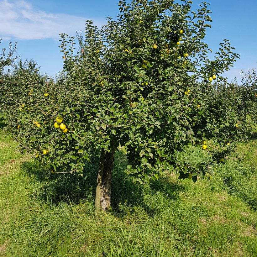 Pommier Reinette Blanche du Canada (Plant habit)