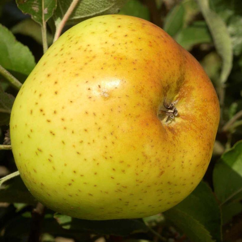 Pommier Reinette Clochard (Harvest)