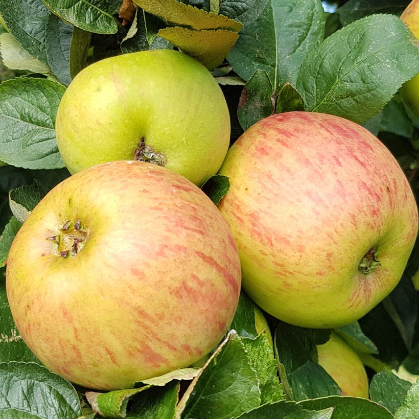 Pommier Reinette De France (Harvest)