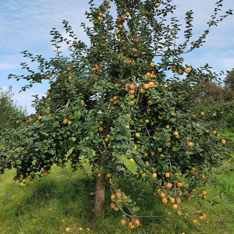 Pommier Reinette De France (Plant habit)