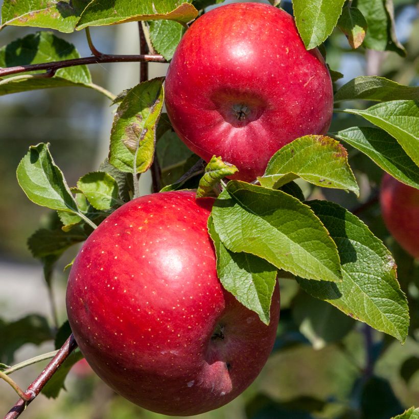 Pommier Reinette Etoilée - Sterappel (Harvest)