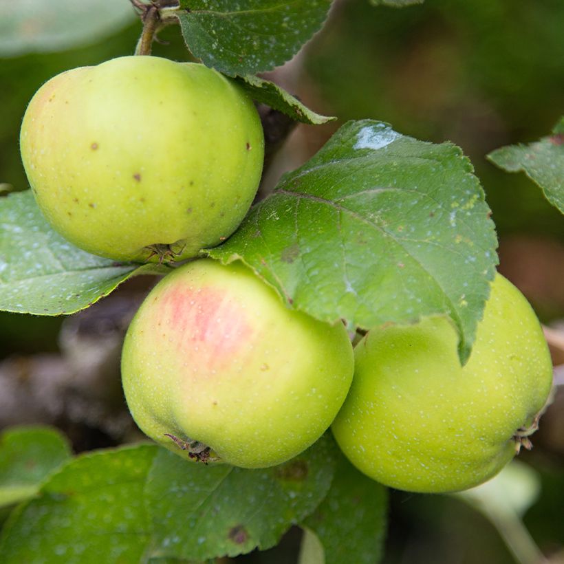 Pommier Reinette d'Anjou Bio (Harvest)