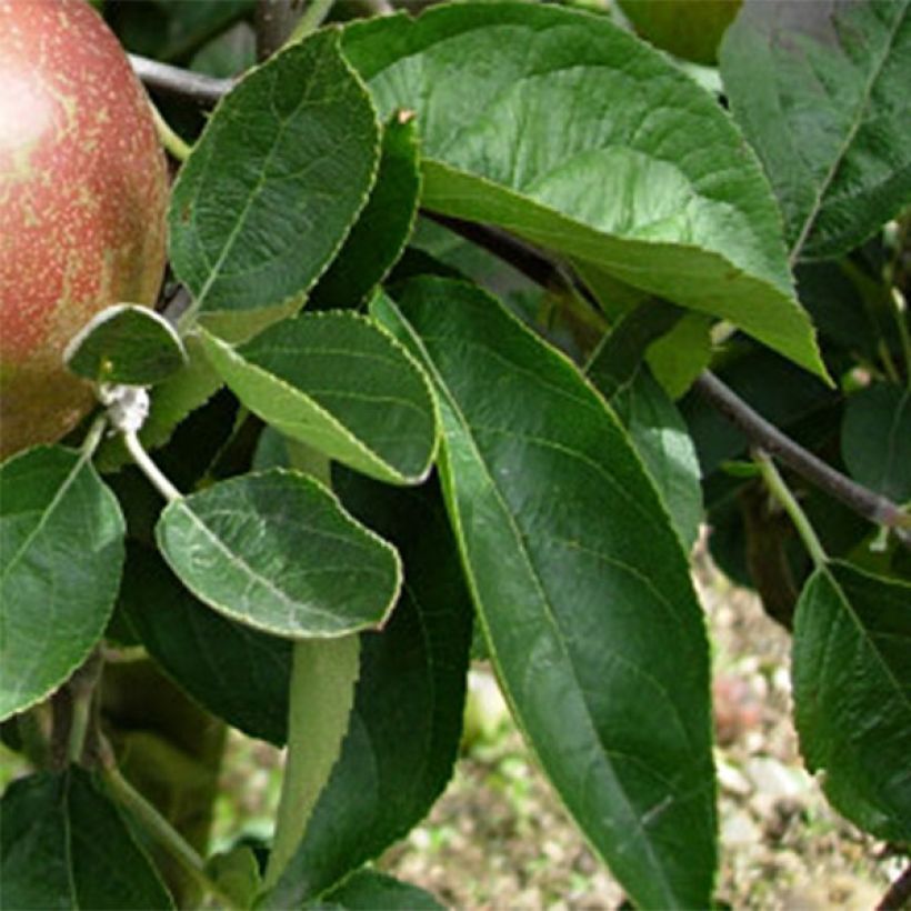 Pommier Reinette d'Armorique (Foliage)