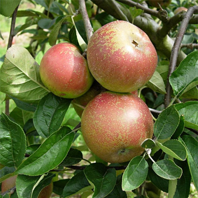 Pommier Reinette d'Armorique (Harvest)