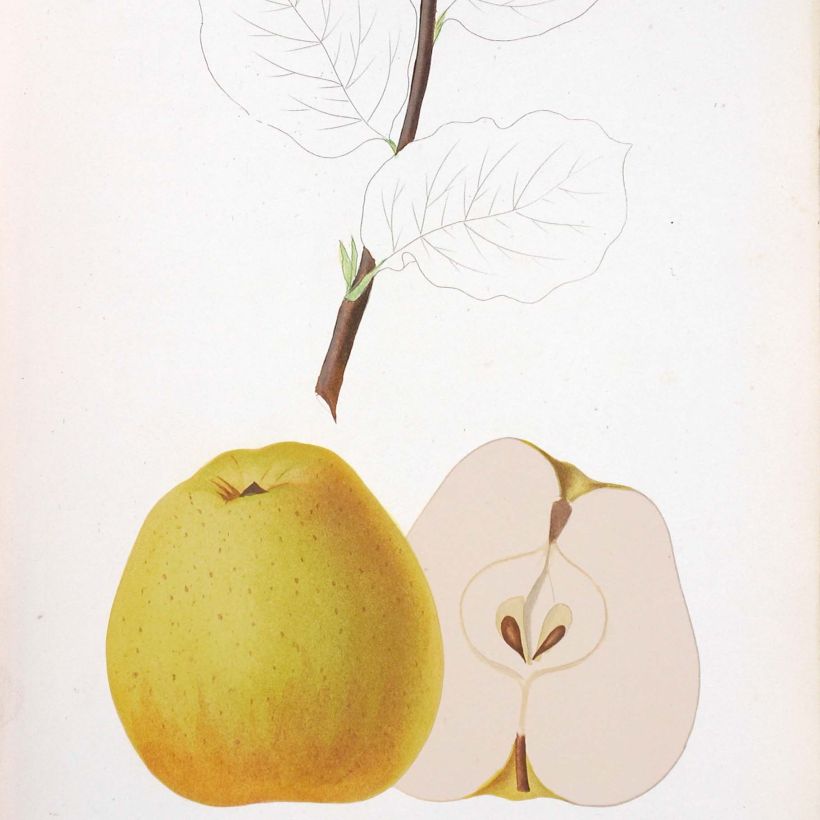 Pommier Reinette de Brive (Harvest)
