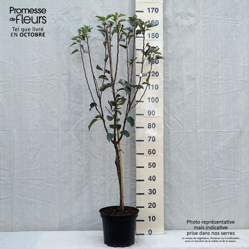 Example of Pommier Reinette de Brive Pot de 7,5L/10L, Gobelet as you get in automne