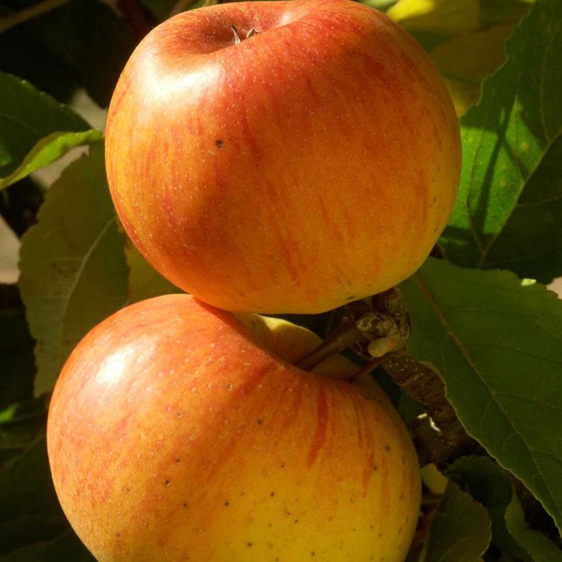 Pommier Reinette de Caux (Harvest)