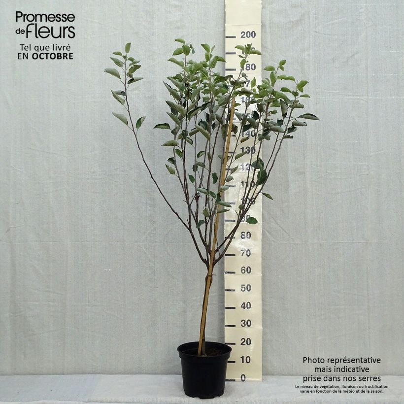 Example of Pommier Reinette de Caux Pot de 7,5L/10L, Gobelet as you get in automne