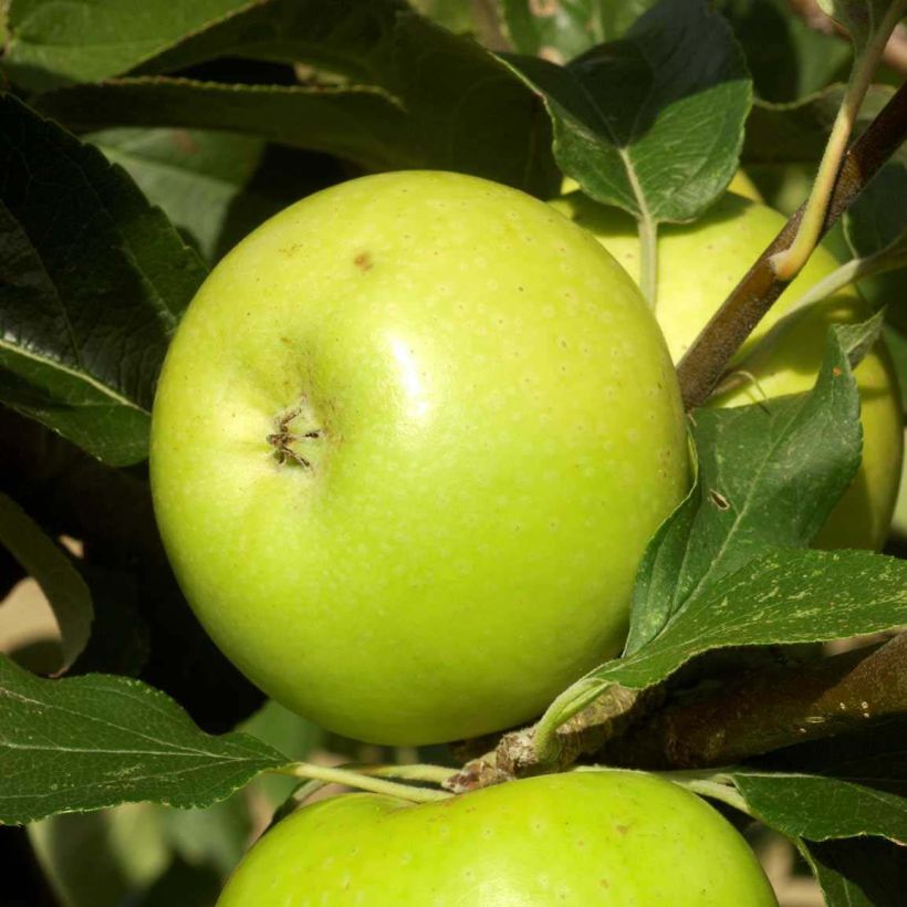 Pommier Reinette du Mans (Harvest)