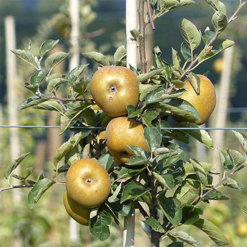 Pommier Reinette grise du Canada (Harvest)
