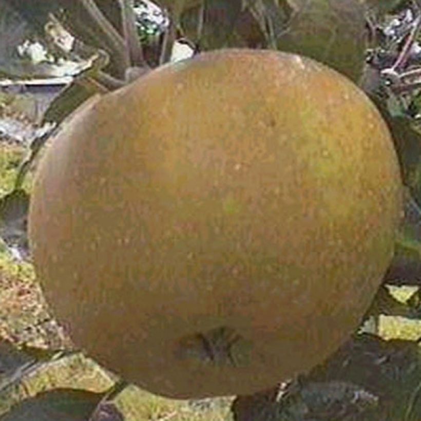 Pommier Reinette grise du Canada Bio (Harvest)