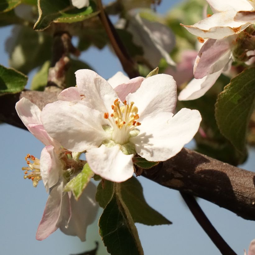 Pommier Reinette grise du Canada (Flowering)
