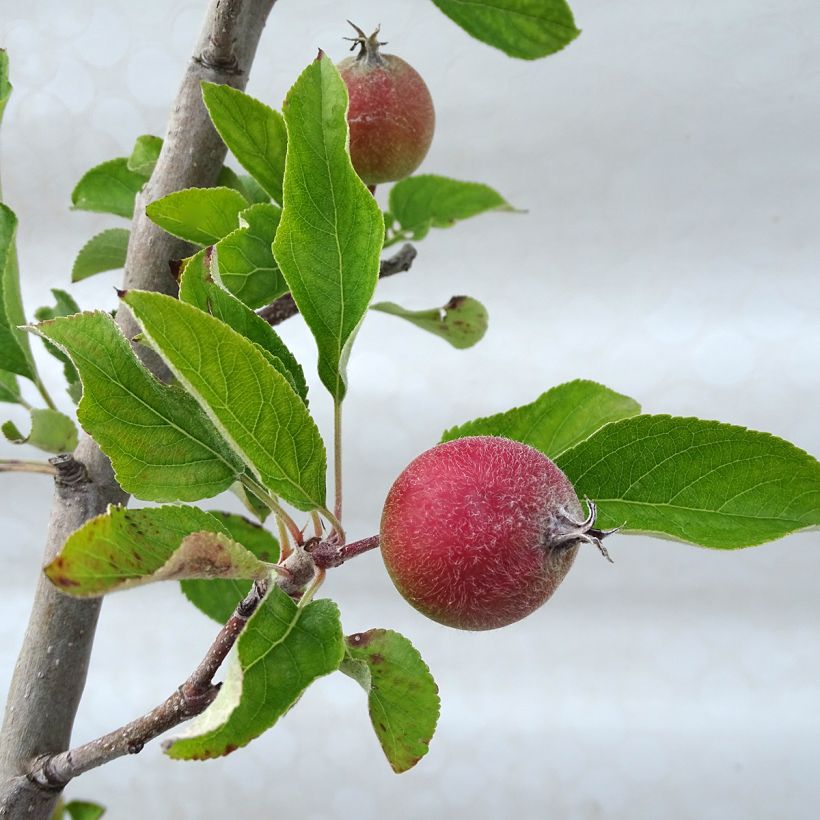 Pommier Royal Gala (Foliage)