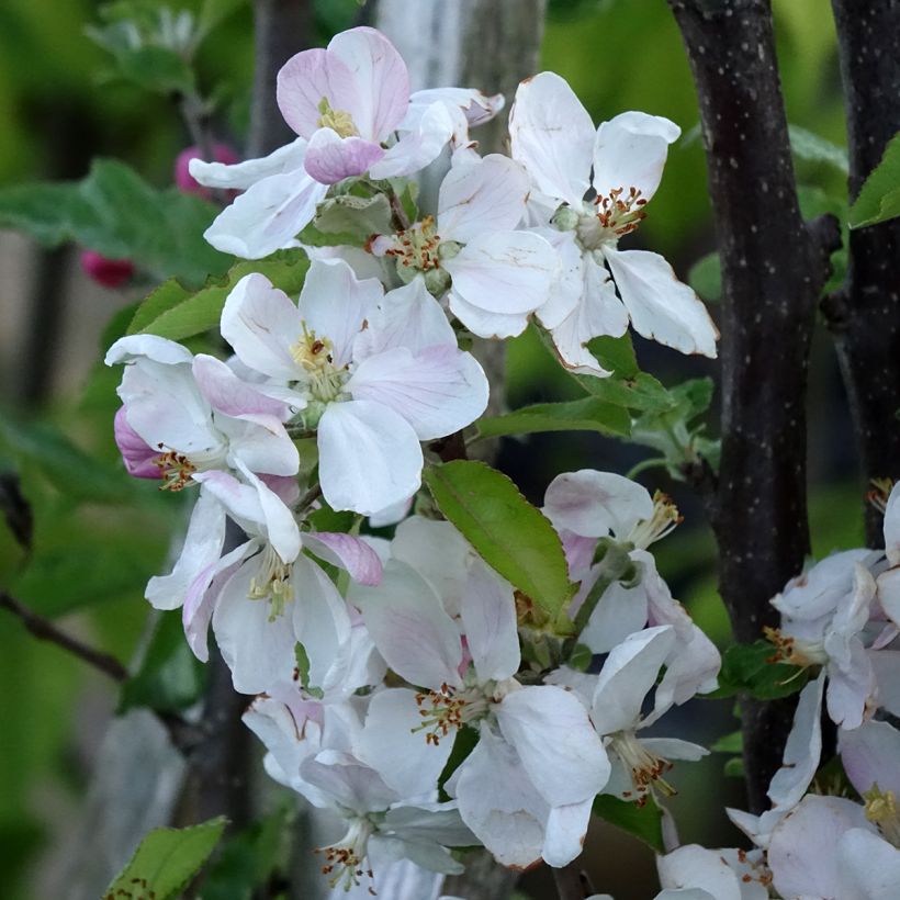 Pommier Royale Delbard - Delbardivine - Georges Delbard (Flowering)