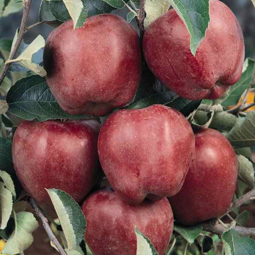 Pommier Starking Delicious (Harvest)