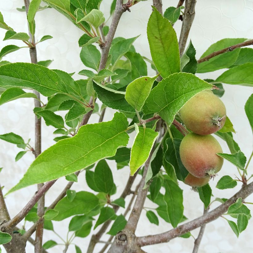 Pommier Tentation - Georges Delbard (Foliage)