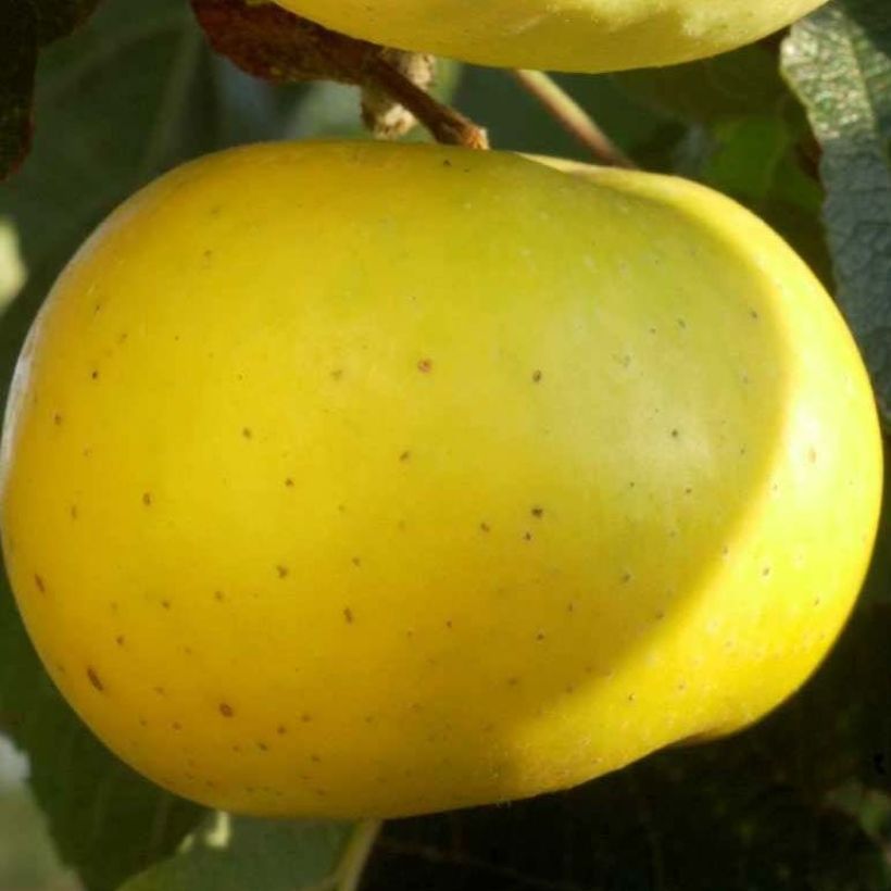 Pommier Transparente de Croncels Bio (Flowering)