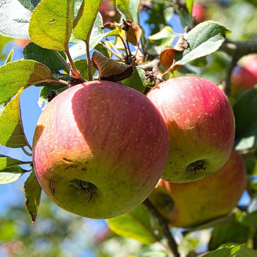 Pommier Winston Bio (Harvest)