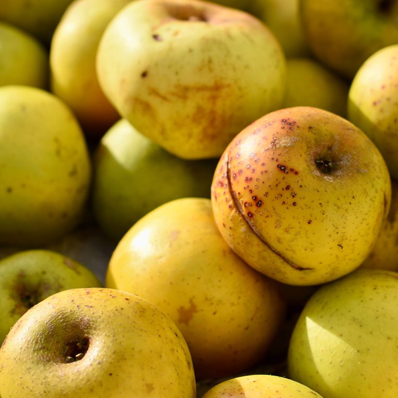 Pommier à cidre Douce Coët Ligné (Harvest)