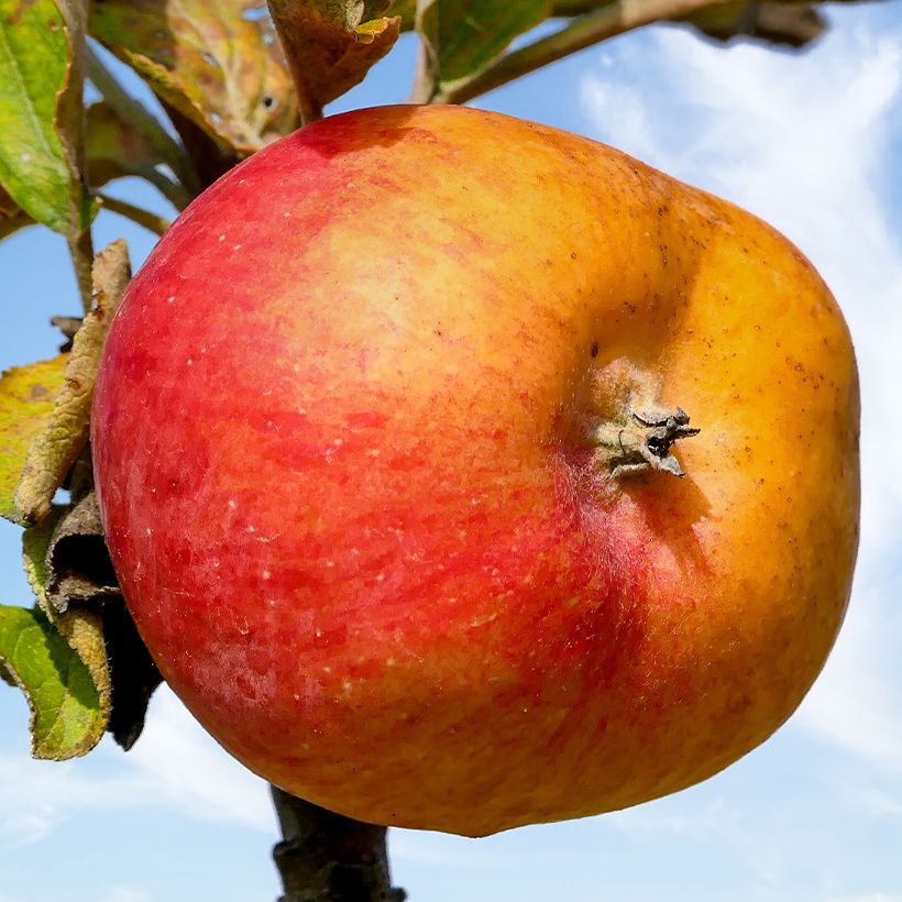 Pommier à cidre Douce Moën (Harvest)