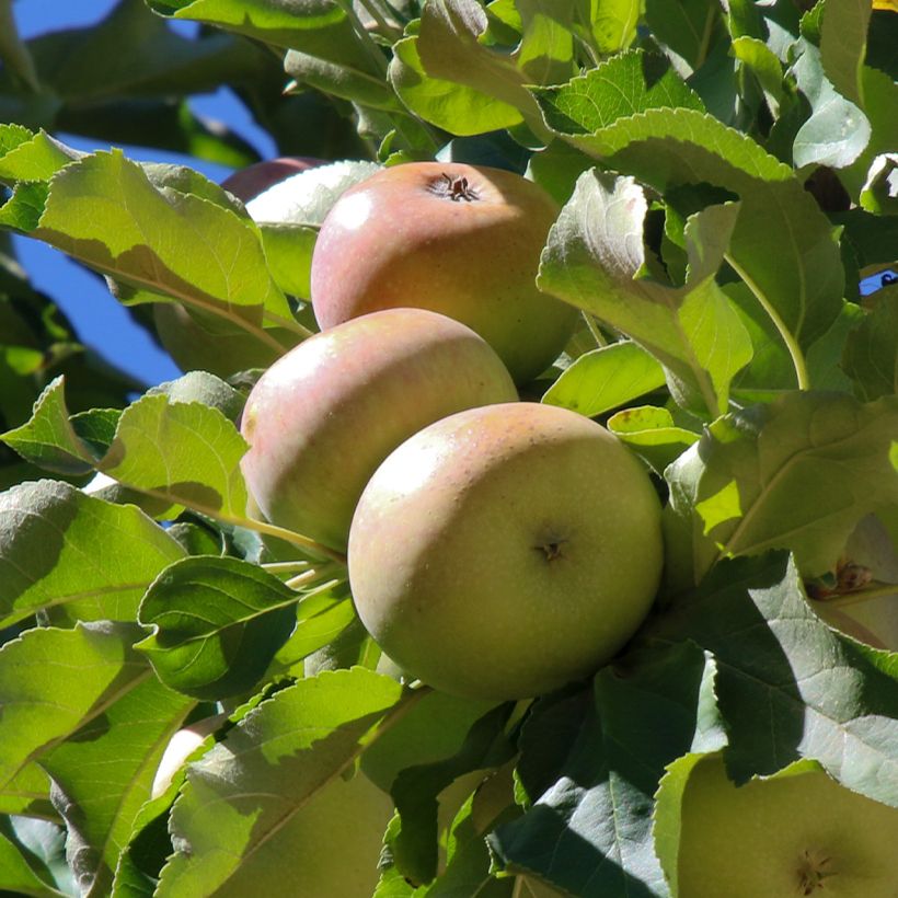 Pommier à cidre Locard vert (Harvest)