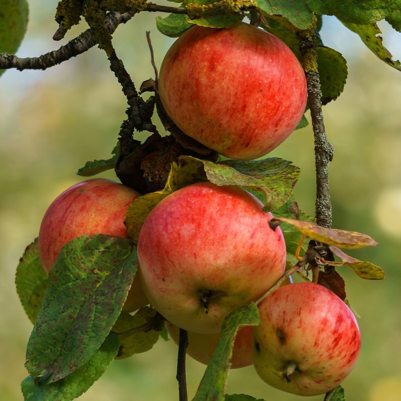 Pommier à cidre Marie Ménard (Harvest)
