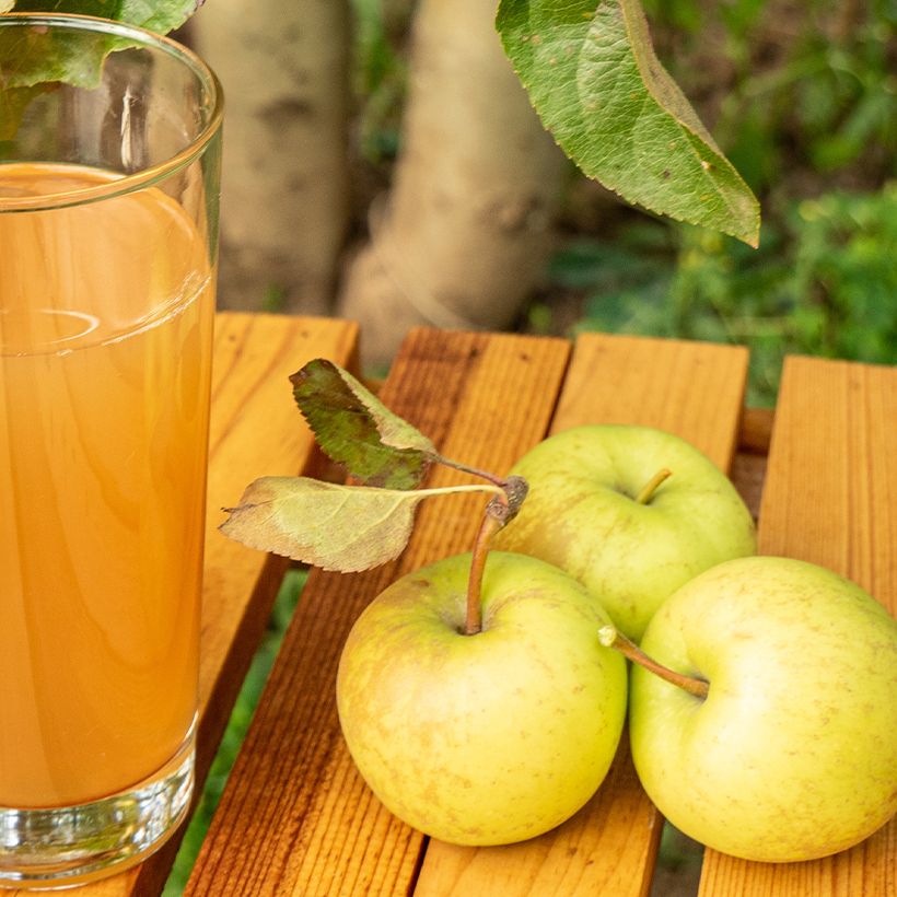 Pommier à cidre Petit Jaune (Harvest)