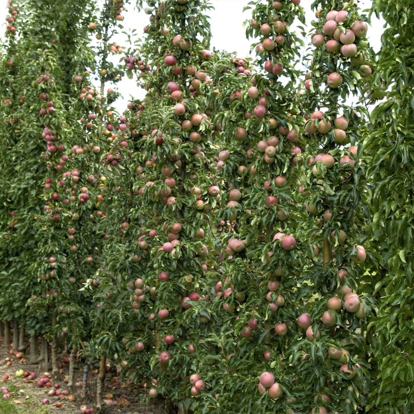 Pommier colonnaire Azay-Le-Rideau delwibo (Plant habit)