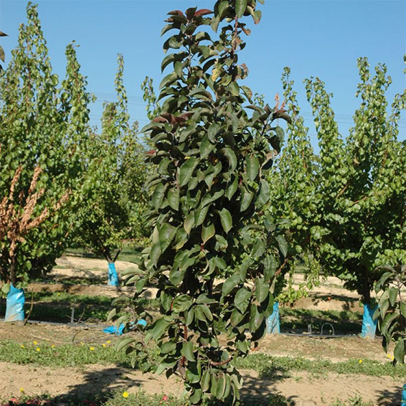 Pommier colonnaire Ballerina Maypole (Plant habit)