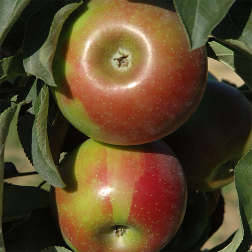 Pommier colonnaire Ballerina Valse (Harvest)