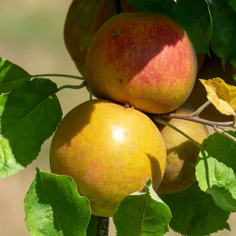 Pommier colonnaire Cheverny- Georges Delbard  (Harvest)