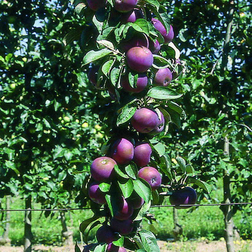 Pommier colonnaire Chinon - Georges Delbard (Harvest)
