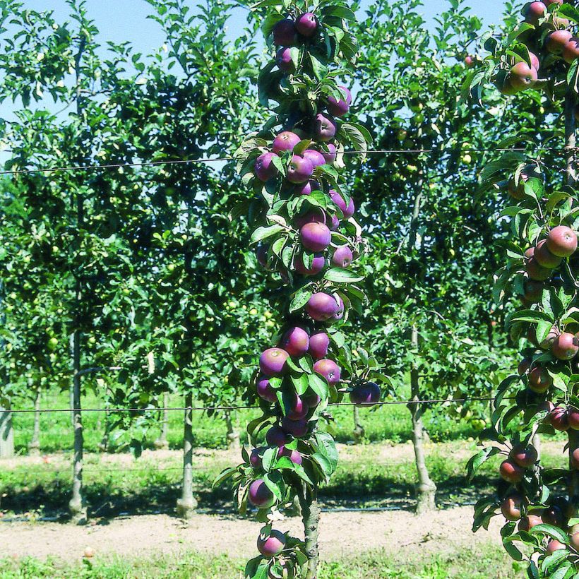 Pommier colonnaire Chinon - Georges Delbard (Plant habit)