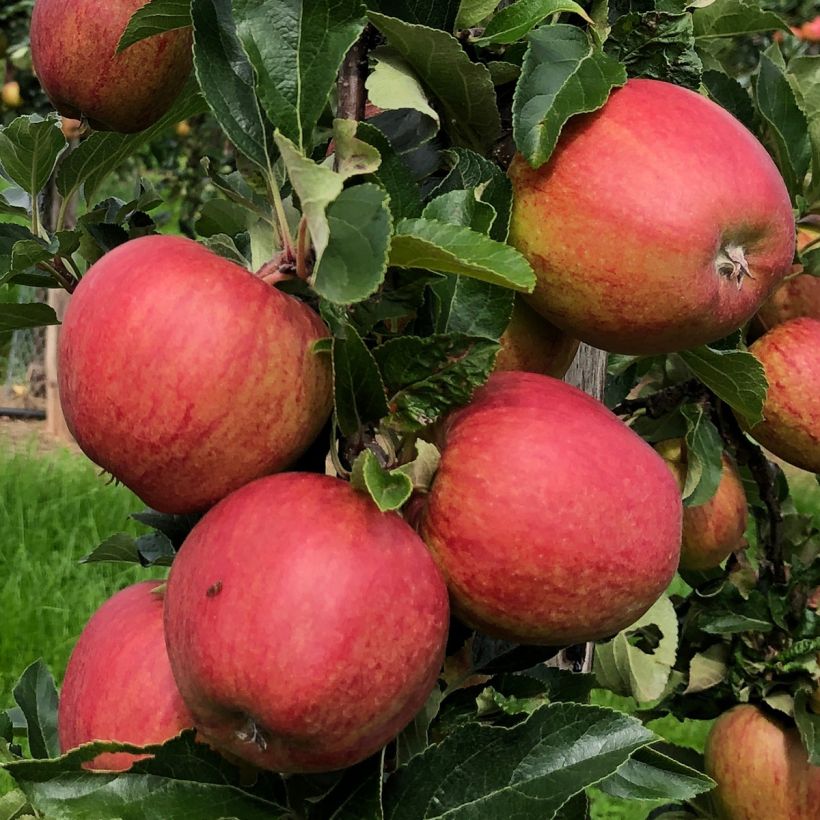 Pommier colonnaire Courson - Georges Delbard  (Harvest)