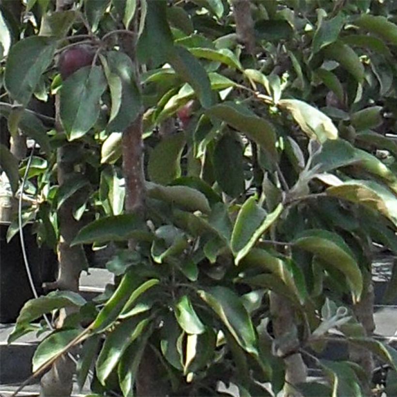Pommier colonnaire Pomfital (Foliage)