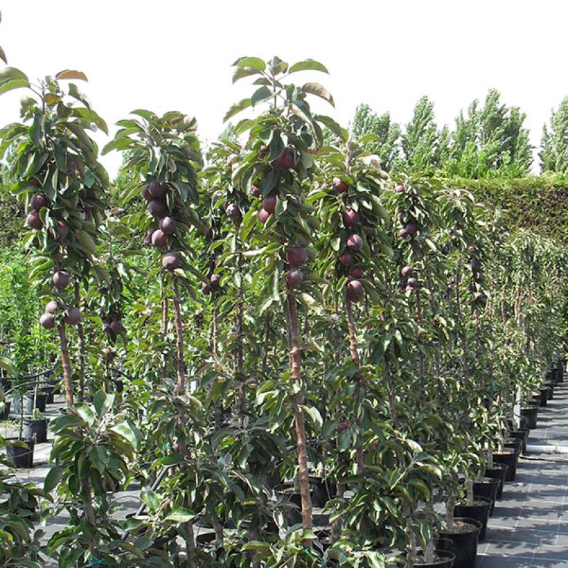 Pommier colonnaire Pomfital (Plant habit)