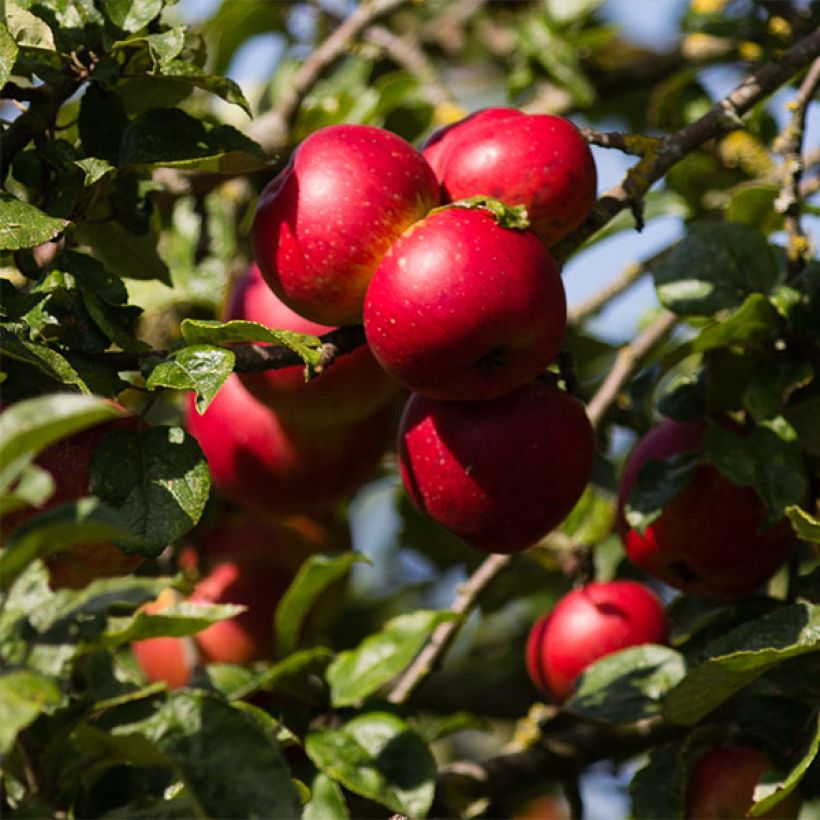 Pommier colonnaire Red Sensation (Harvest)