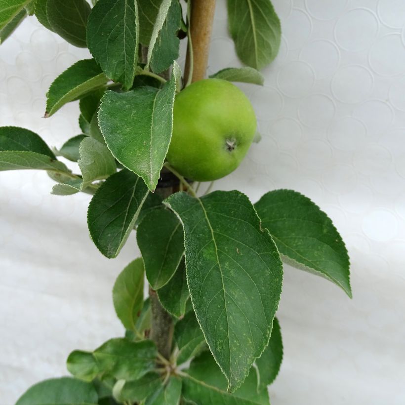 Pommier colonnaire Rhapsodie (Foliage)