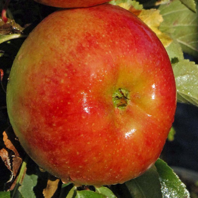 Pommier colonnaire Rhapsodie (Harvest)