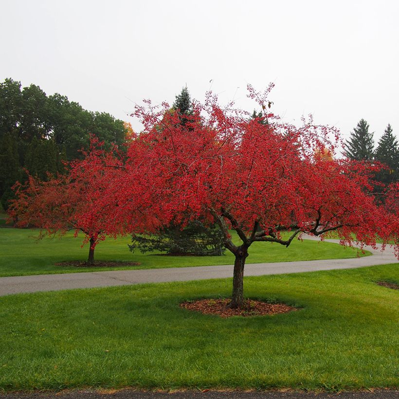 Malus Indian Magic - Pommier d'ornement (Plant habit)