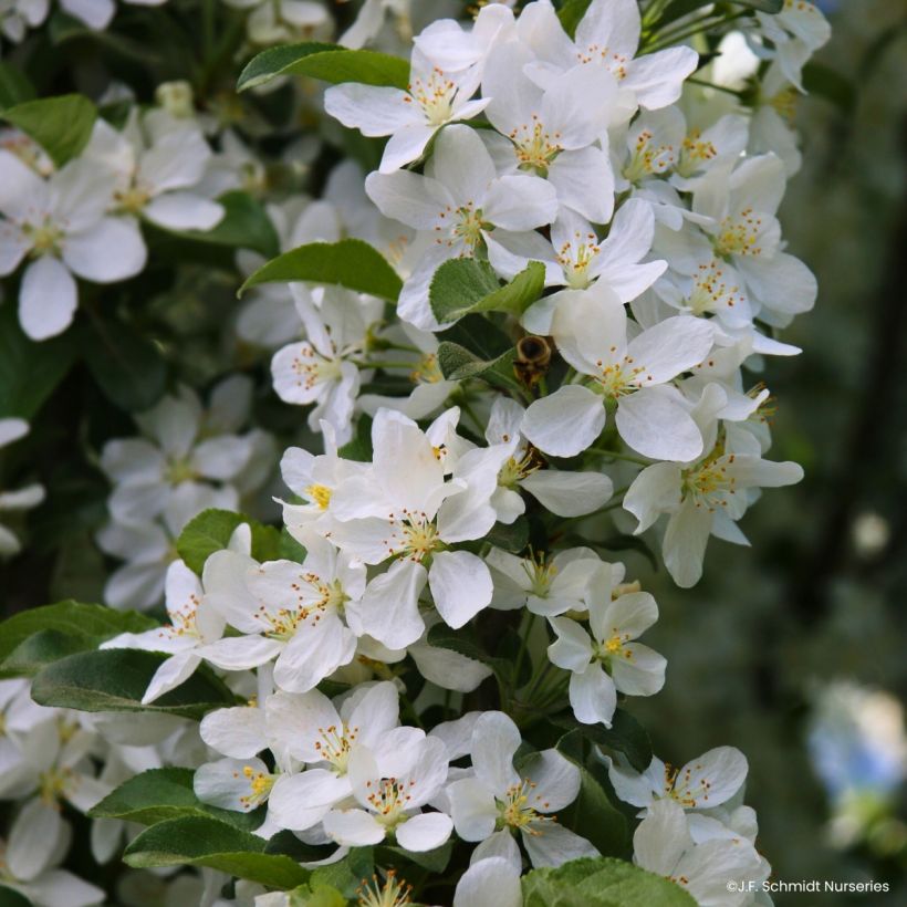 Pommier d'ornement - Malus Ivory Spear (Flowering)
