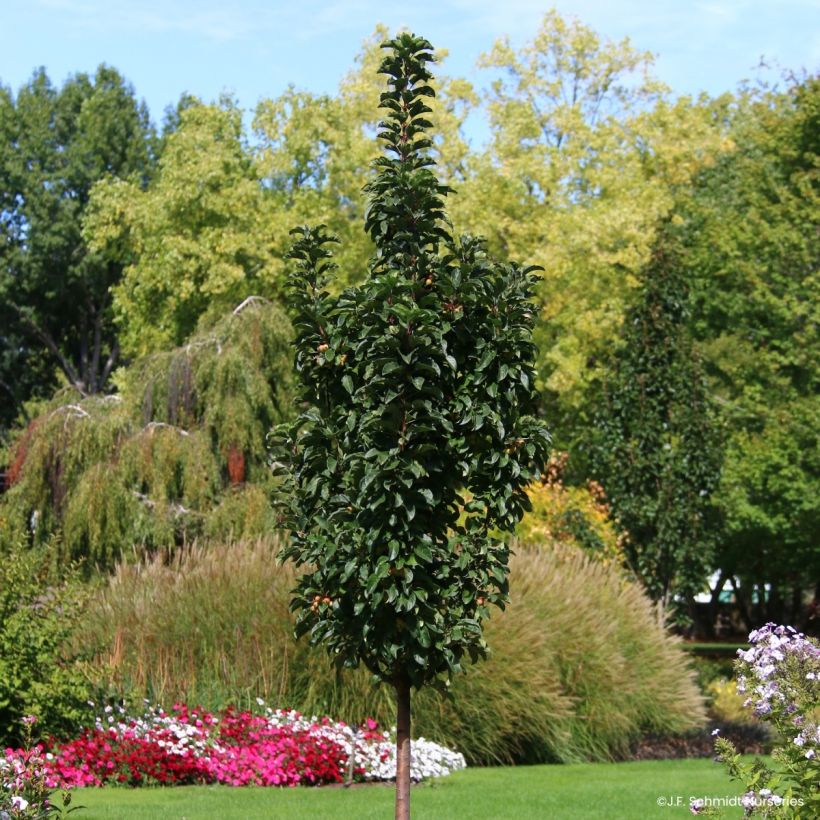 Pommier d'ornement - Malus Ivory Spear (Plant habit)