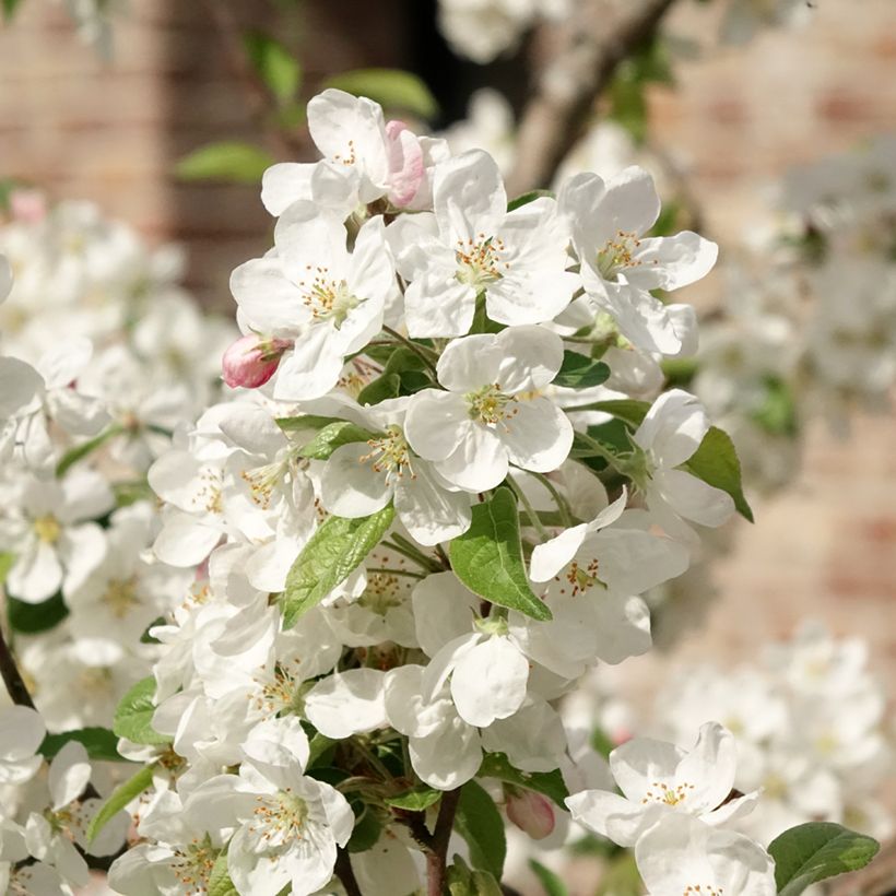 Pommier d'ornement - Malus Perpetu Evereste (Flowering)