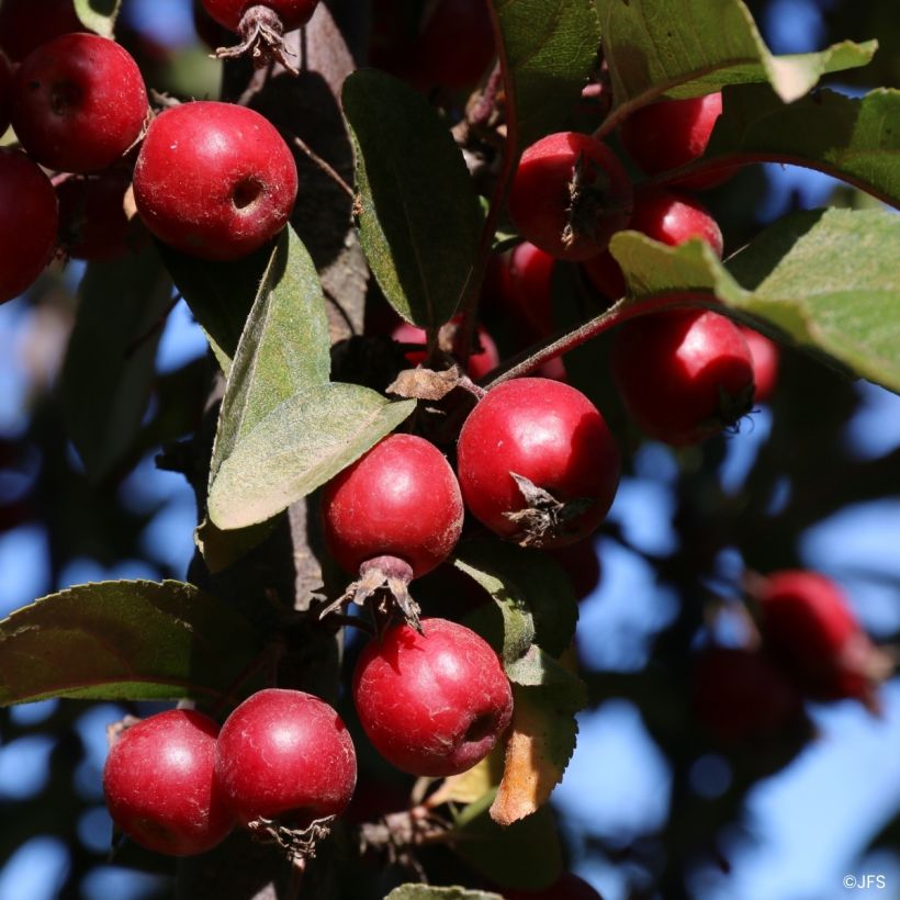 Pommier d'ornement - Malus Raspberry Spear (Harvest)